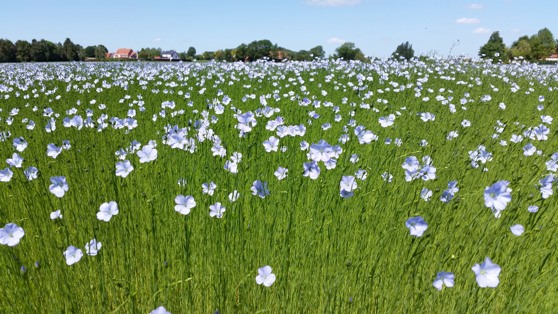 Blühende Flachsfelder in Frankreich